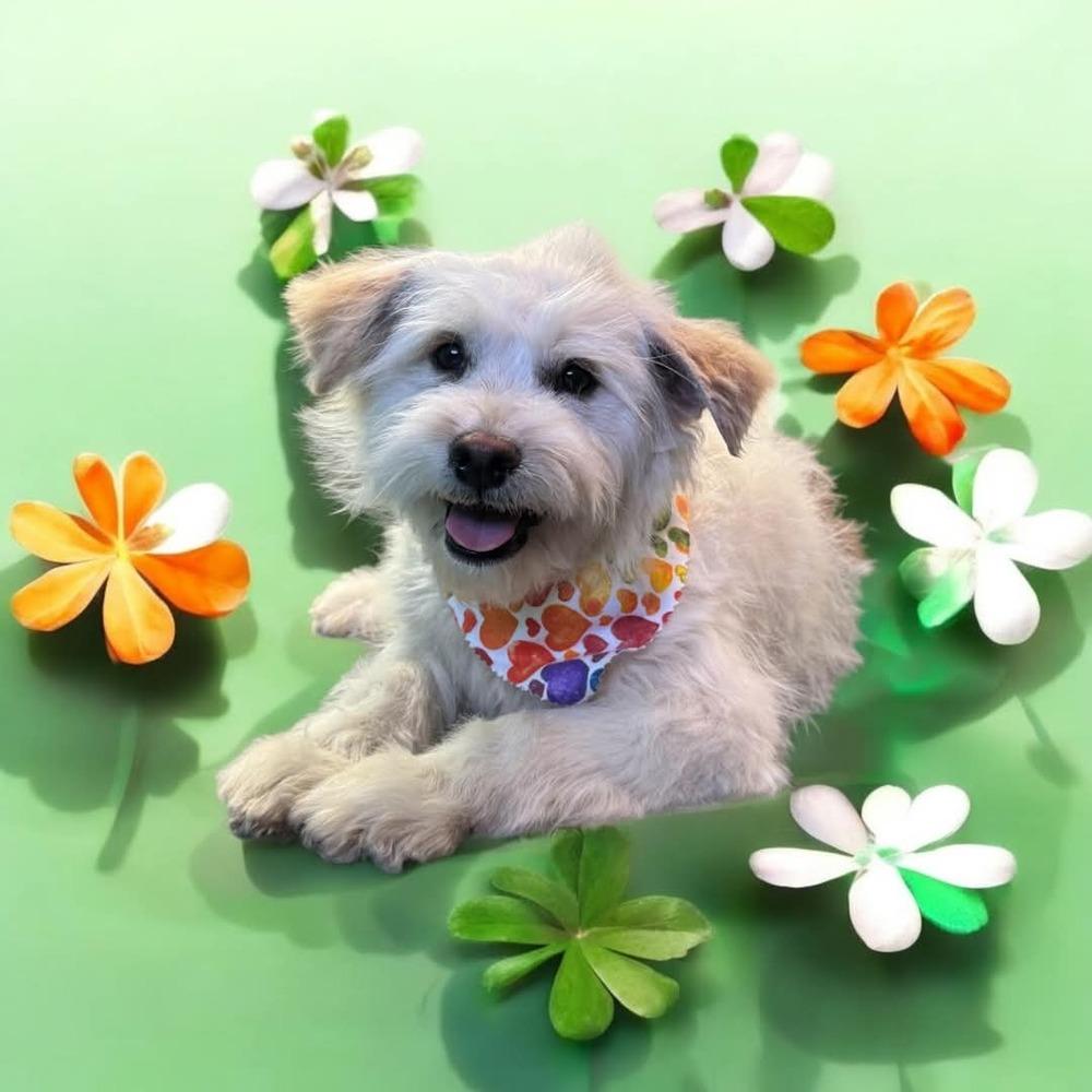 Enlarge Dot AKA Dottie Westie, a Adopted mixed breed in Gallup, NM image 4/6