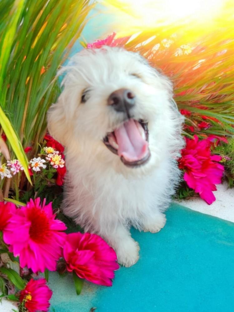 Dot AKA Dottie Westie, Adopted, Puppy Female West Highland White Terrier / Westie.