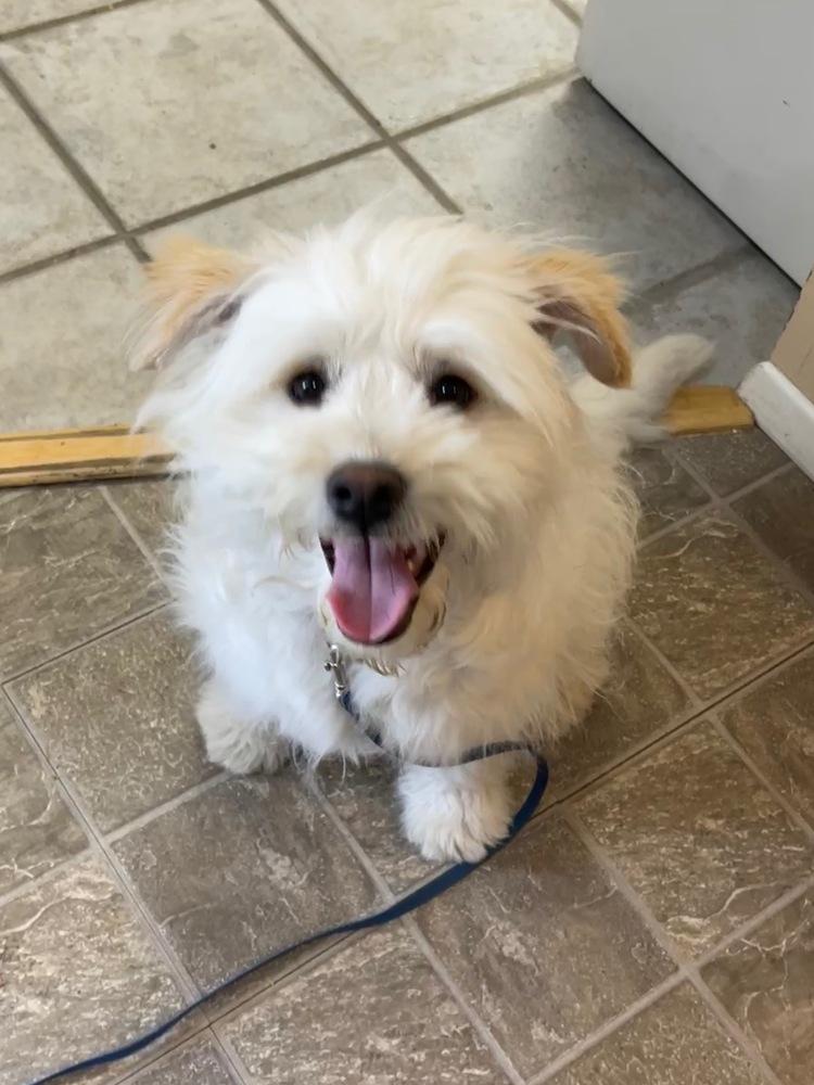 Dot AKA Dottie Westie, Adopted, Puppy Female West Highland White Terrier / Westie.