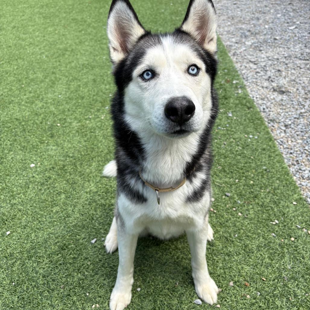 Kaido, Adoptable, Adult Male Siberian Husky.