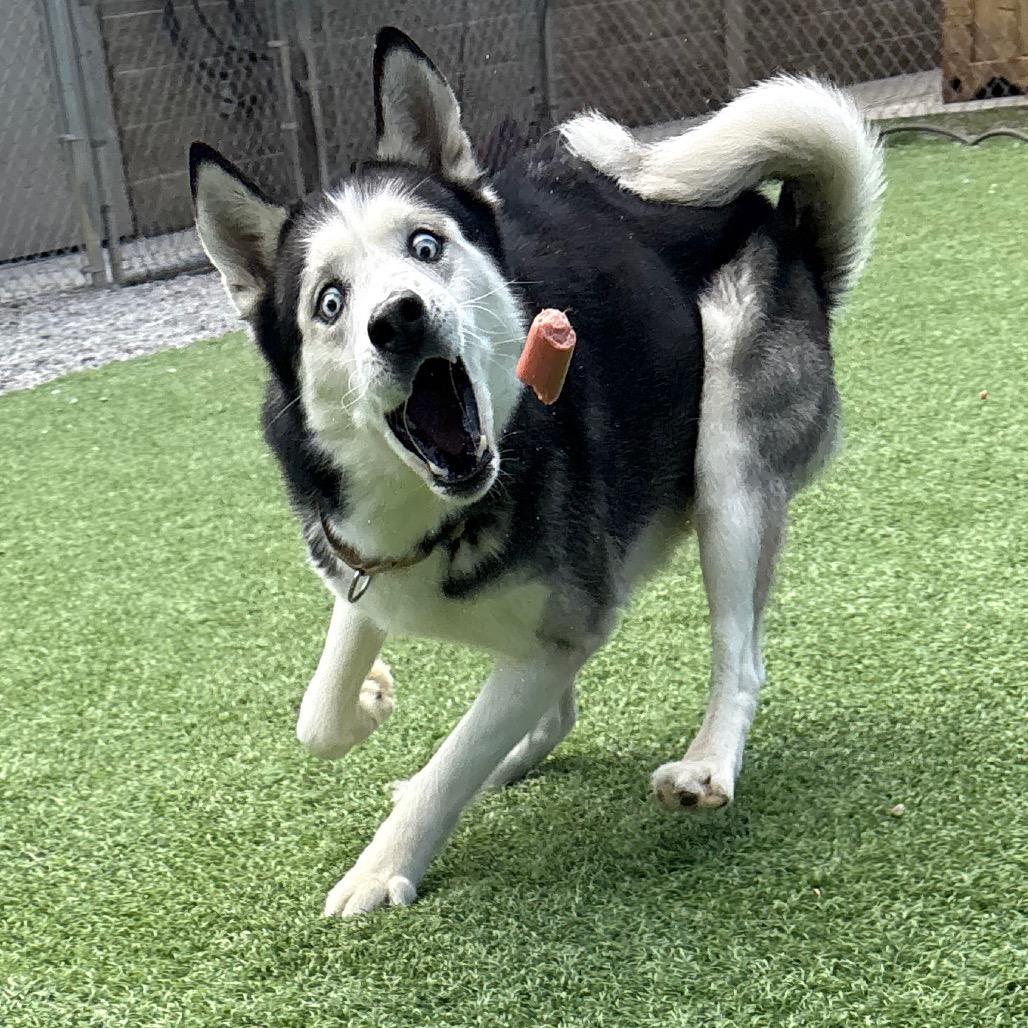 Enlarge Kaido, a Adoptable mixed breed in Batavia, OH image 2/4