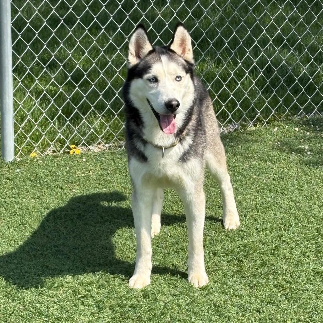 Enlarge Kaido, a Adoptable Siberian Husky in Batavia, OH image 2/3