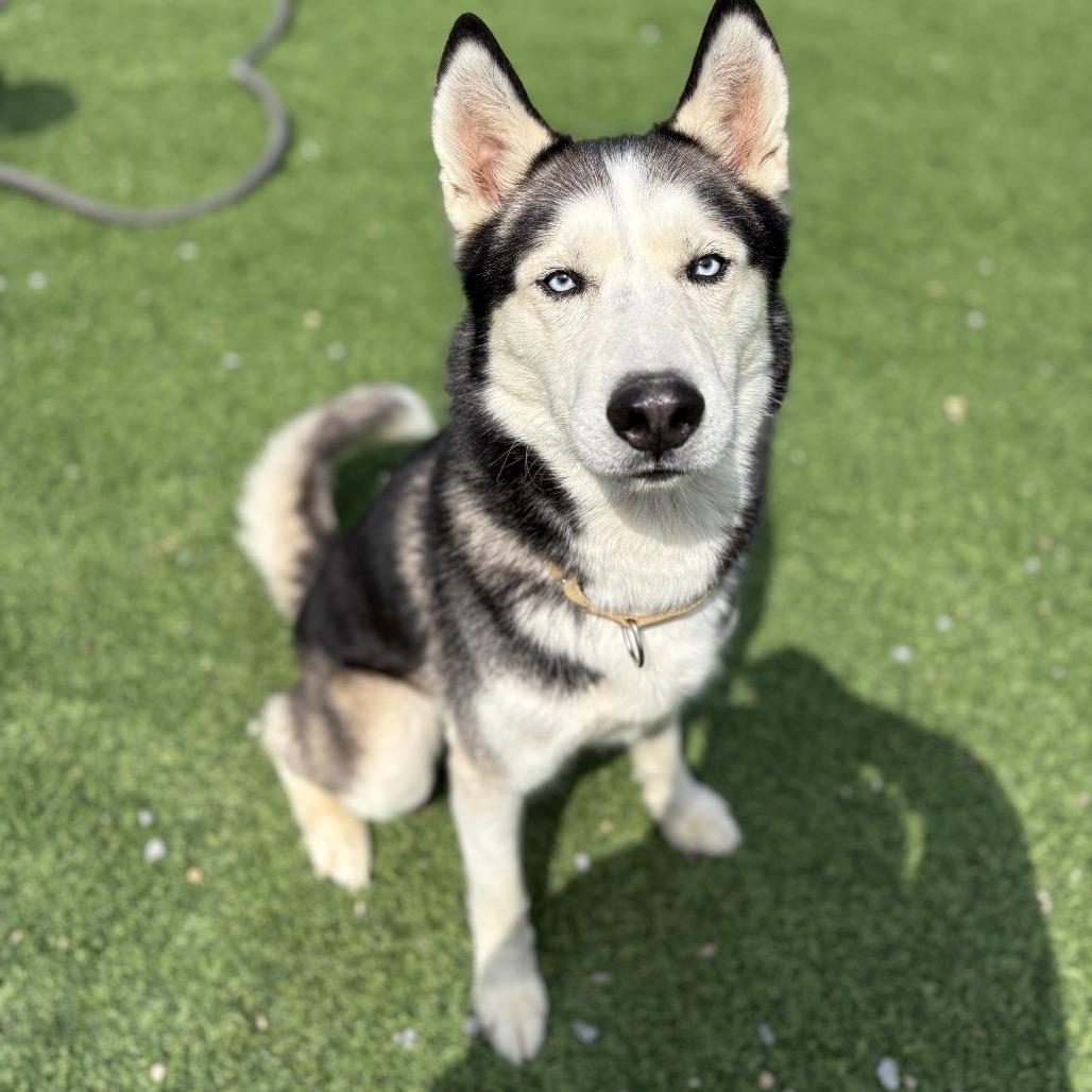 Enlarge Kaido, a Adoptable Siberian Husky in Batavia, OH image 3/3