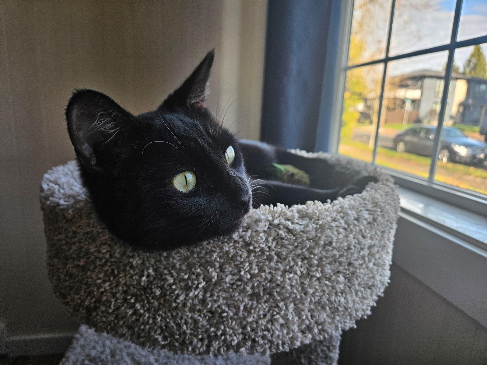 Enlarge ROSIE #1784A - Offered by Owner - Young Female, a Adoptable Domestic Short Hair in Hillsboro, OR image 2/3