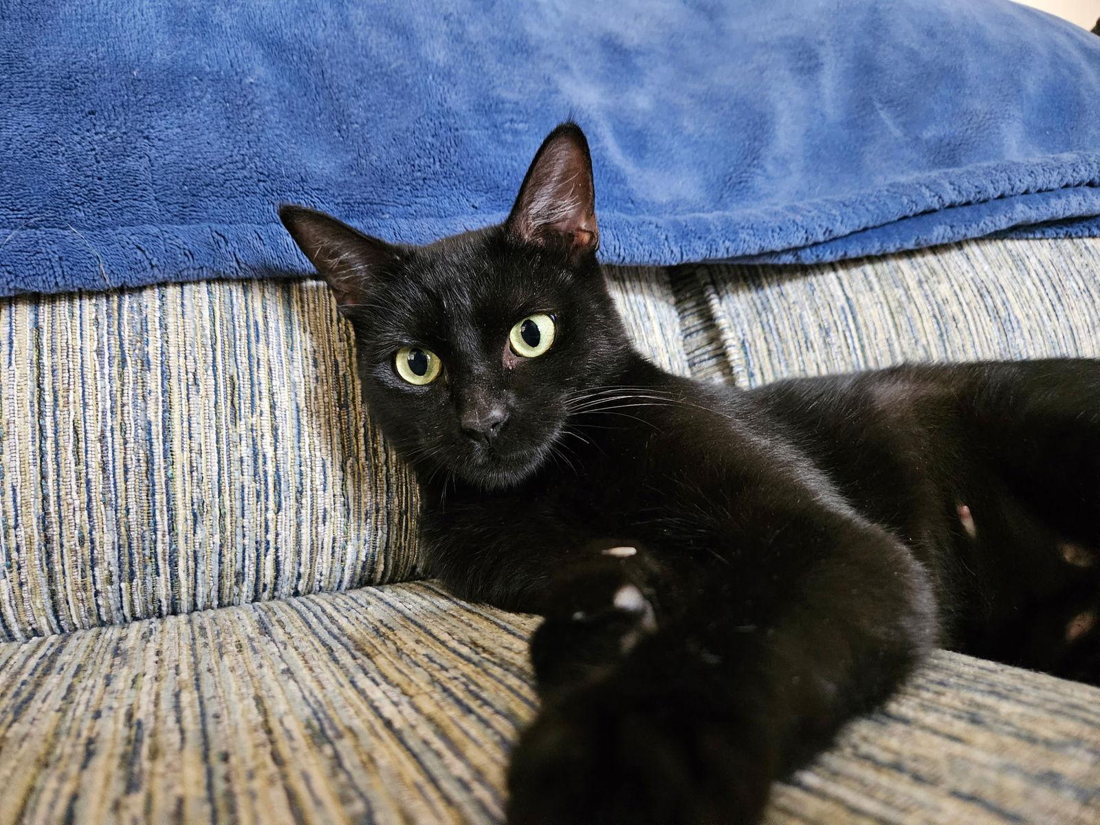 Enlarge ROSIE #1784A - Offered by Owner - Young Female, a Adoptable Domestic Short Hair in Hillsboro, OR image 3/3