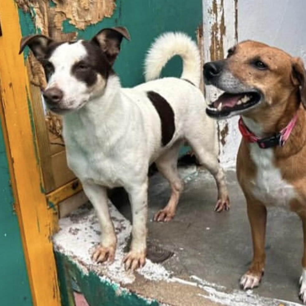 Enlarge Scooby, a ADOPTABLE Mixed Breed in Thornhill, ON image 3/6