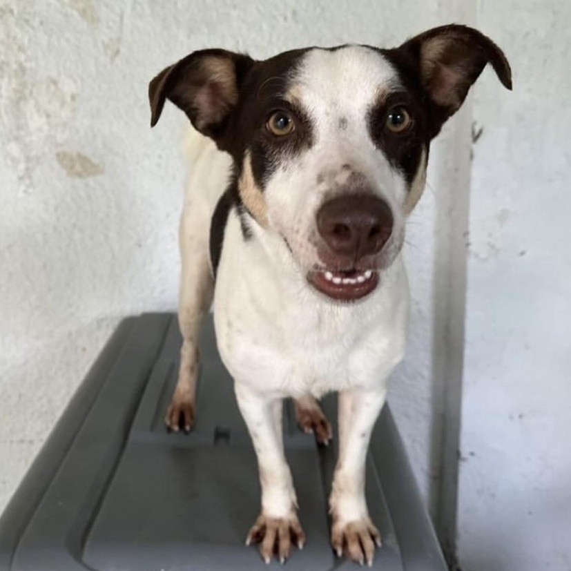 Scooby, ADOPTABLE, Adult Male Mixed Breed.