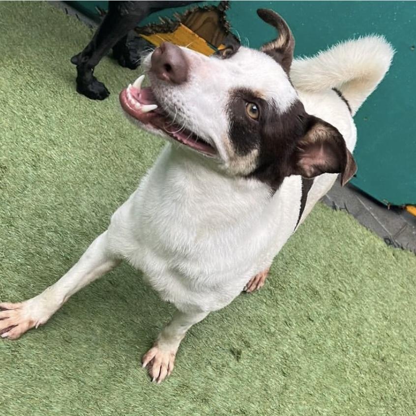 Enlarge Scooby, a ADOPTABLE Mixed Breed in Thornhill, ON image 2/6