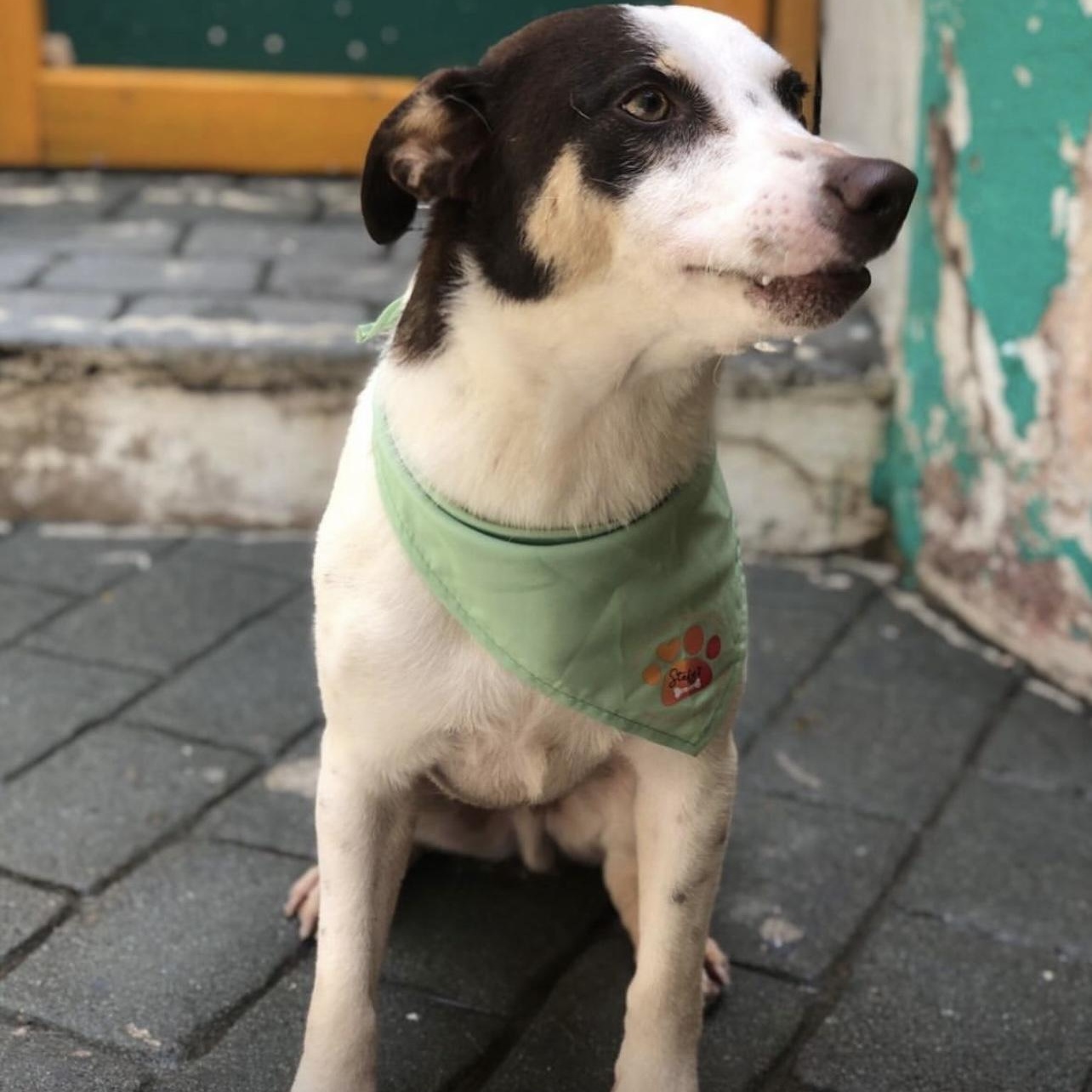 Enlarge Scooby, a ADOPTABLE Mixed Breed in Thornhill, ON image 5/6