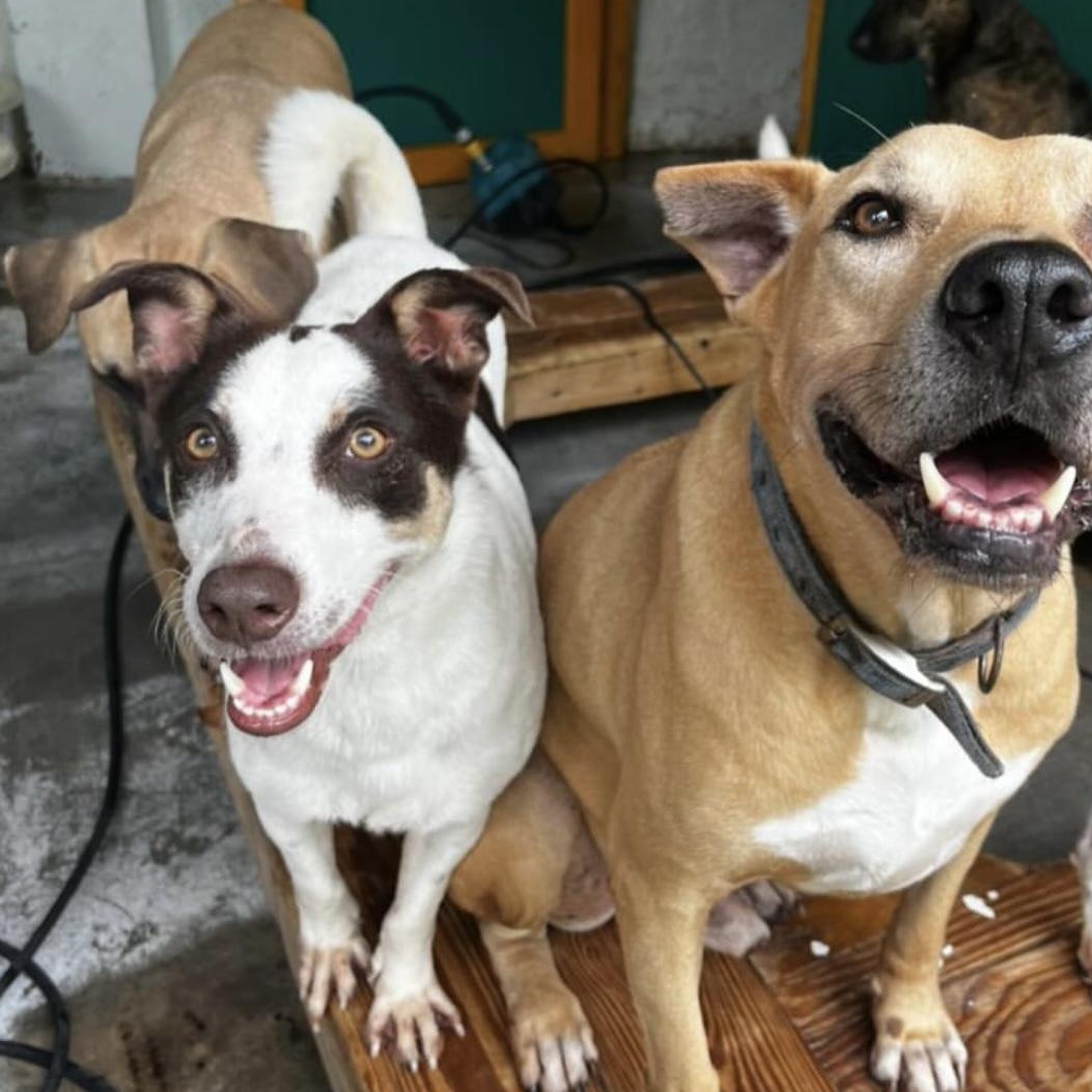 Enlarge Scooby, a ADOPTABLE Mixed Breed in Thornhill, ON image 4/6