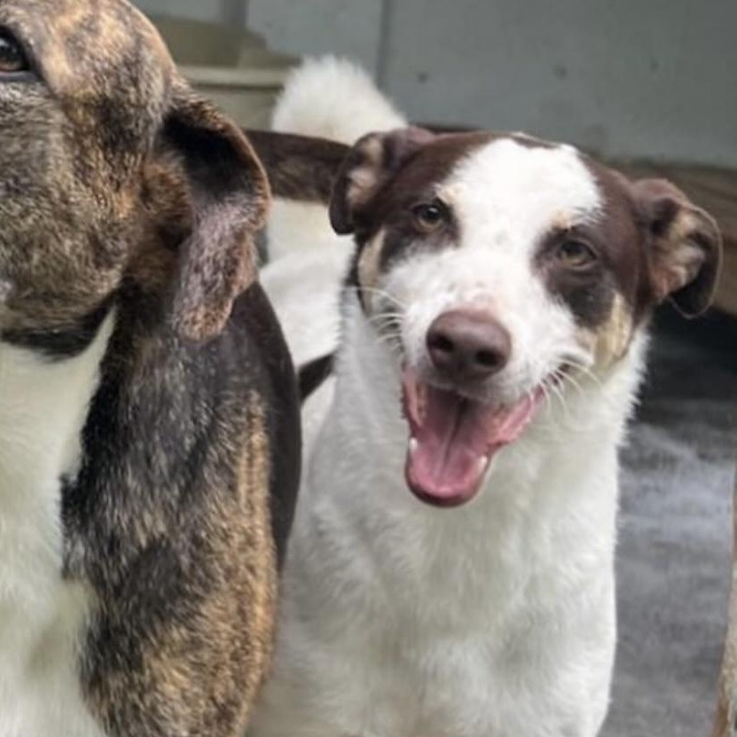 Enlarge Scooby, a ADOPTABLE Mixed Breed in Thornhill, ON image 6/6