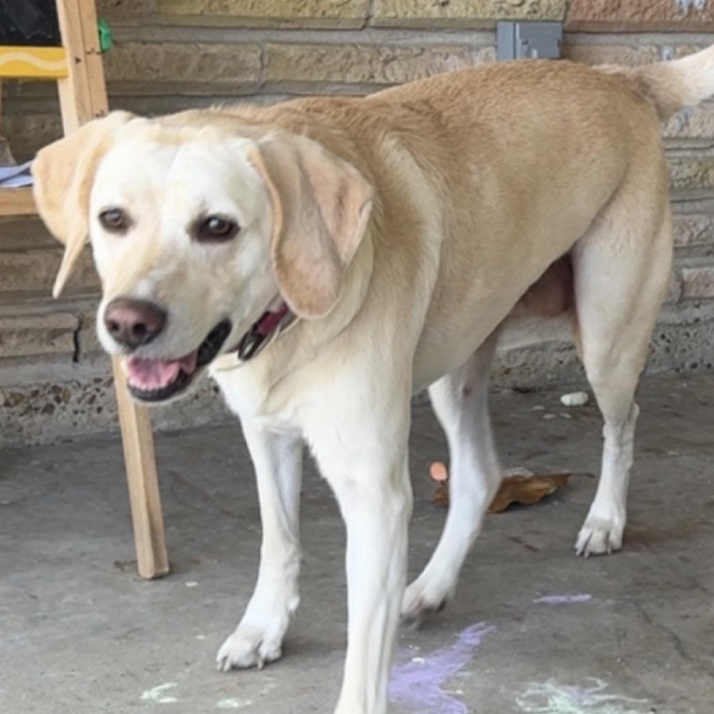 Marley, Adoptable, Senior Female Yellow Labrador Retriever & Coonhound.