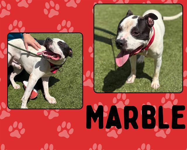 MARBLE, Adoptable, Adult Male Pit Bull Terrier & Staffordshire Bull Terrier.