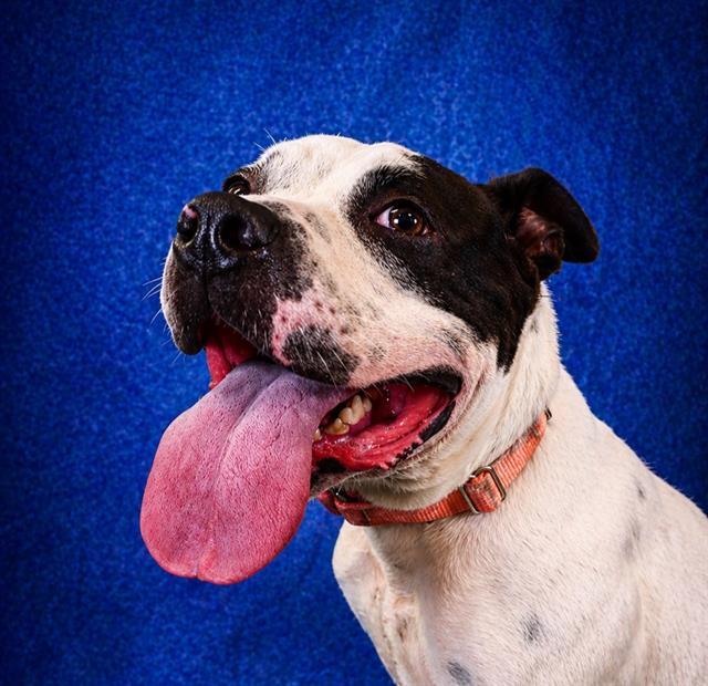 MARBLE, Adoptable, Adult Male Pit Bull Terrier & Staffordshire Bull Terrier.