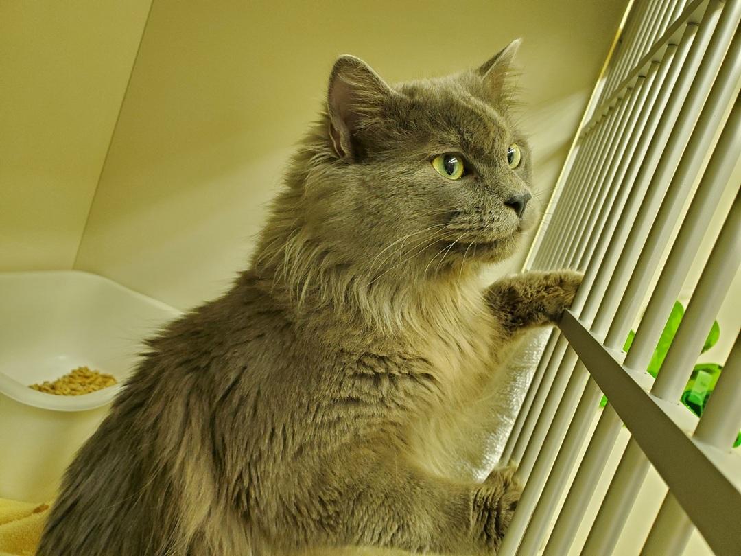 Skittles, an adoptable Domestic Medium Hair in Drumheller, AB, T0J 0Y0 | Photo Image 3
