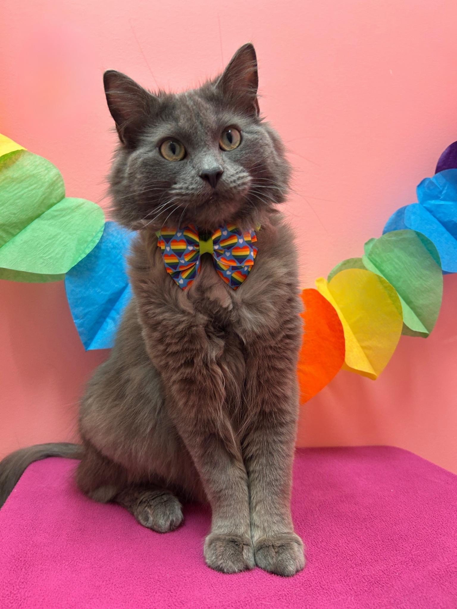 Skittles, an adoptable Domestic Medium Hair in Drumheller, AB, T0J 0Y0 | Photo Image 2