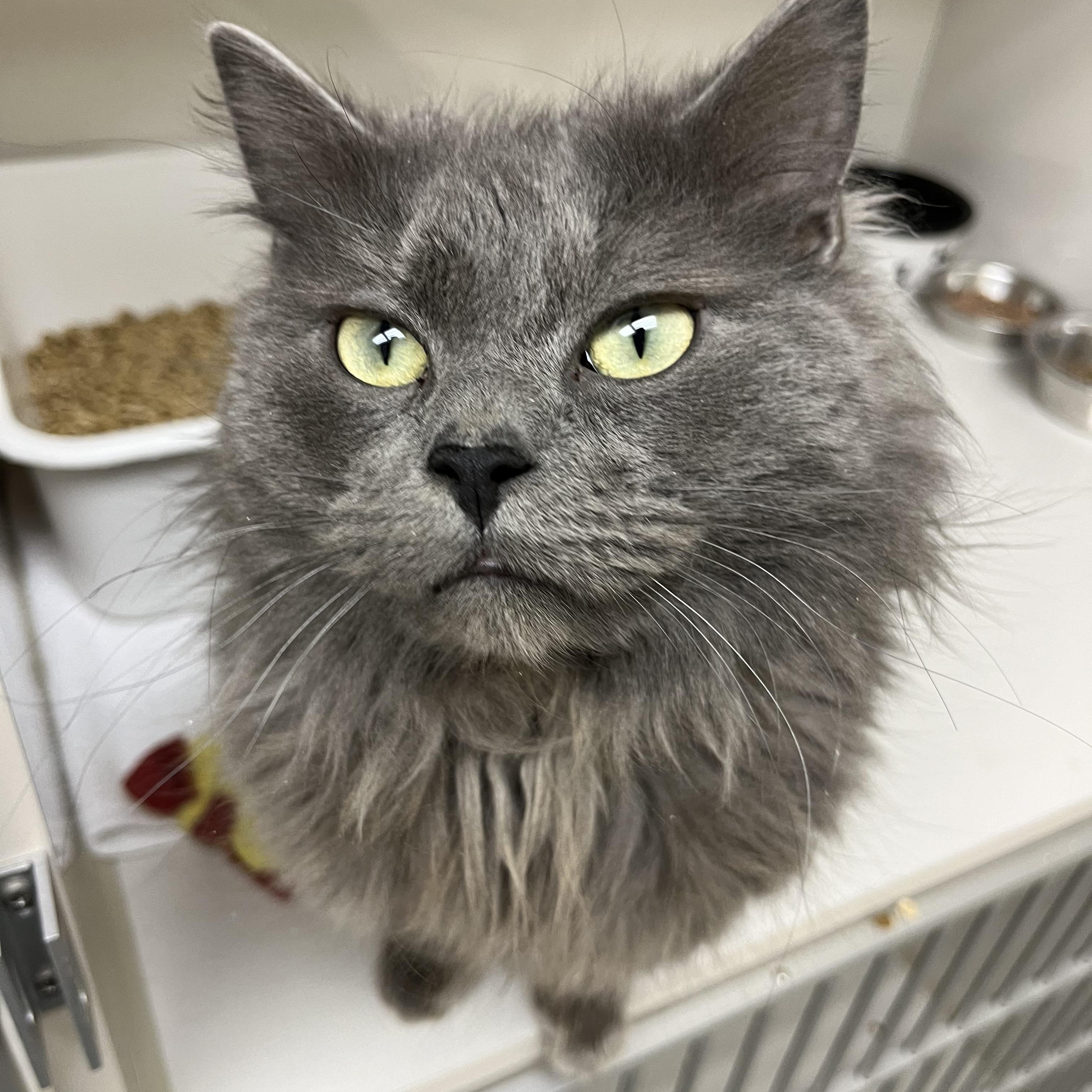 Skittles, an adoptable Domestic Medium Hair in Drumheller, AB, T0J 0Y0 | Photo Image 4