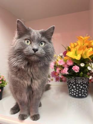Skittles, an adoptable Domestic Medium Hair in Drumheller, AB, T0J 0Y0 | Photo Image 1