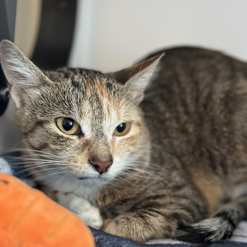 Enlarge Cia, a Adoptable Domestic Short Hair in Matteson, IL image 1/6