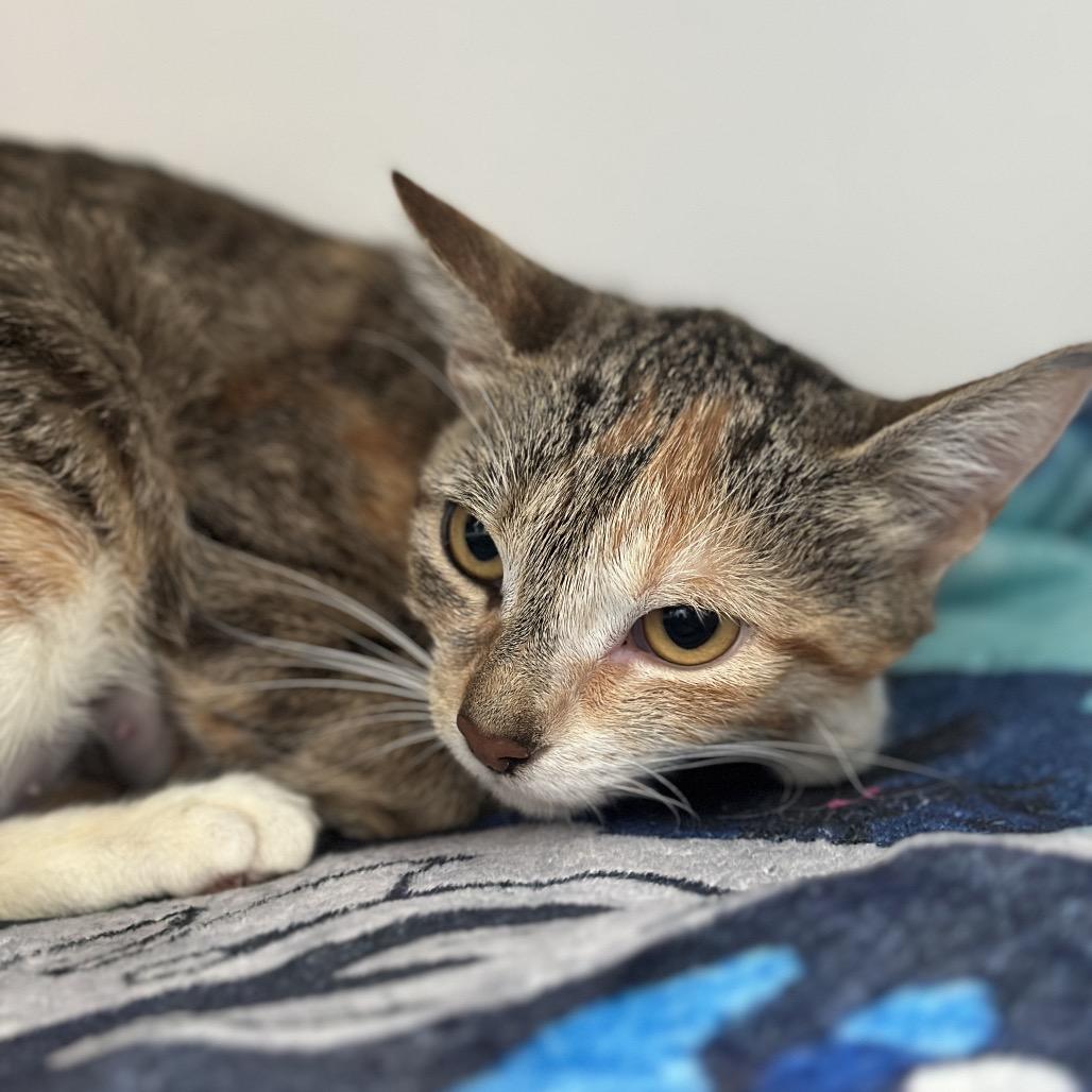 Enlarge Cia, a Adoptable Domestic Short Hair in Matteson, IL image 2/6