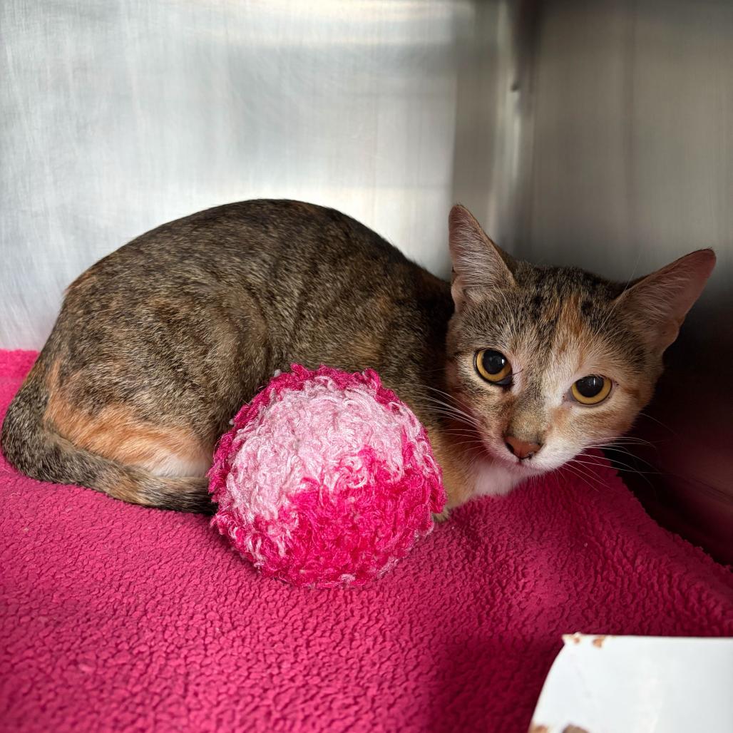 Enlarge Cia, a Adoptable Domestic Short Hair in Matteson, IL image 3/6