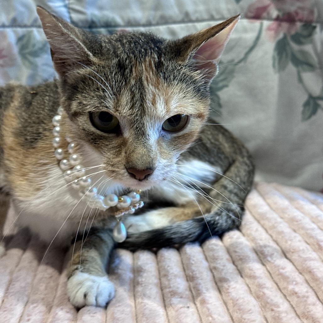 Enlarge Cia, a Adoptable Domestic Short Hair in Matteson, IL image 4/6