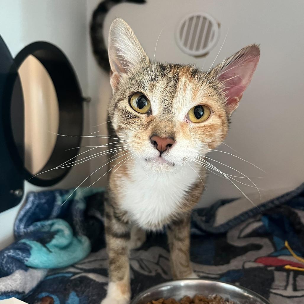 Enlarge Cia, a Adoptable Domestic Short Hair in Matteson, IL image 5/6