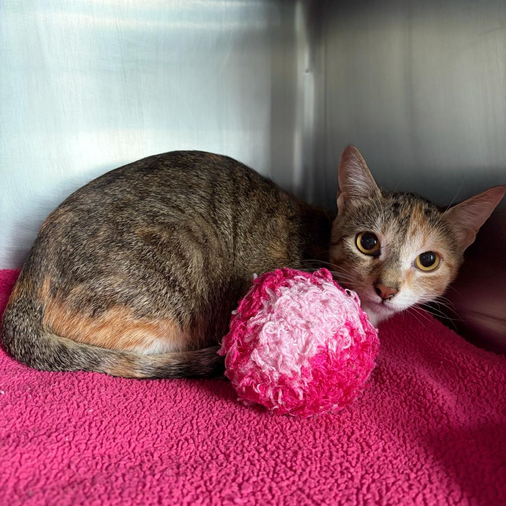 Enlarge Cia, a Adoptable Domestic Short Hair in Matteson, IL image 6/6