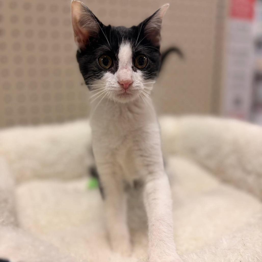 Enlarge Holstein, a Adoptable Domestic Short Hair in Brevard, NC image 1/3
