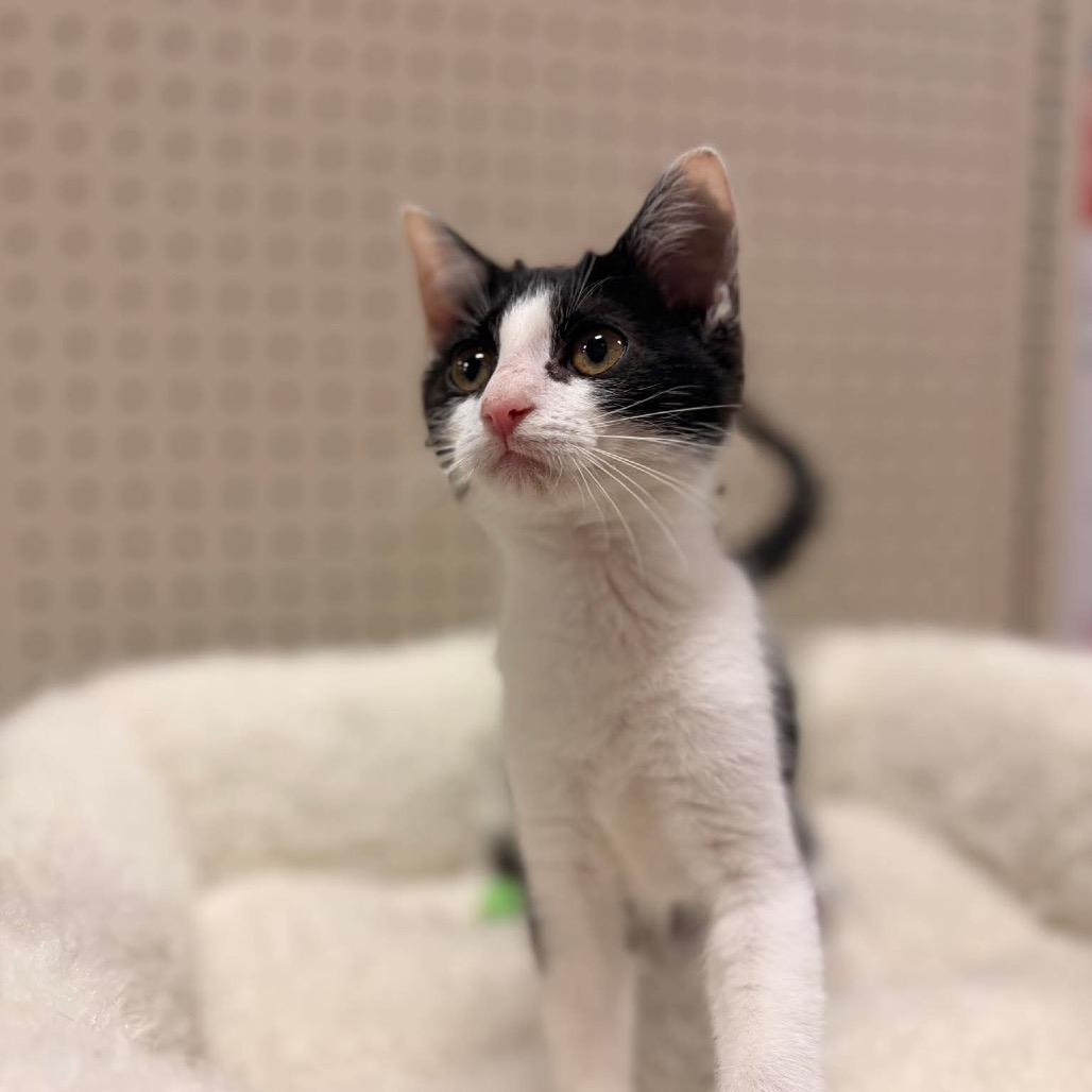 Enlarge Holstein, a Adoptable Domestic Short Hair in Brevard, NC image 2/3