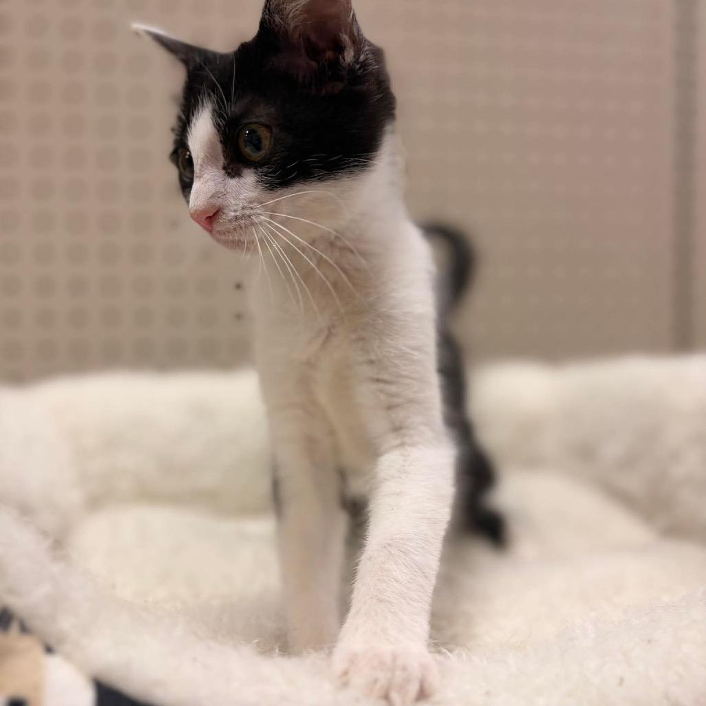 Enlarge Holstein, a Adoptable Domestic Short Hair in Brevard, NC image 3/3