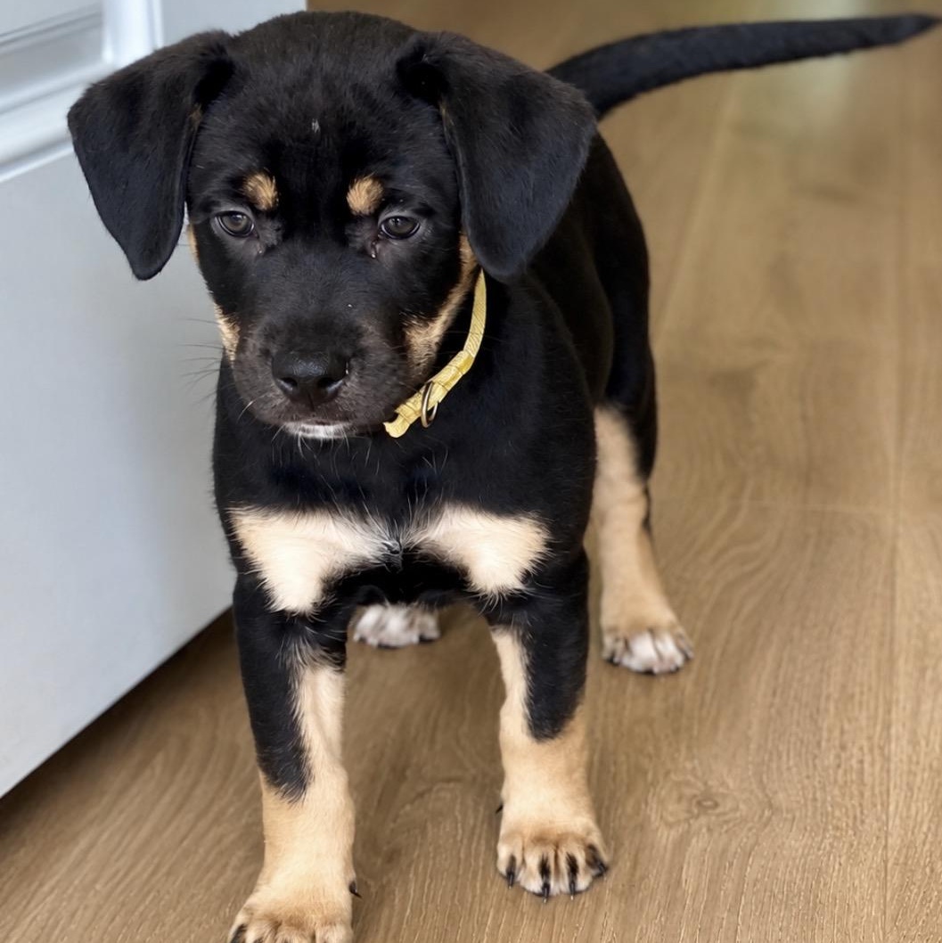 Tesla, ADOPTABLE, Young Female Hound & Shepherd.