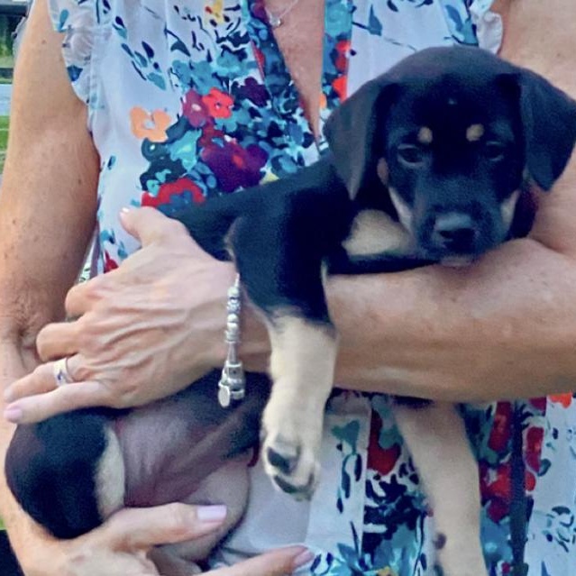 Enlarge Tesla, an adopted mixed breed in Calabash, NC image 2/3