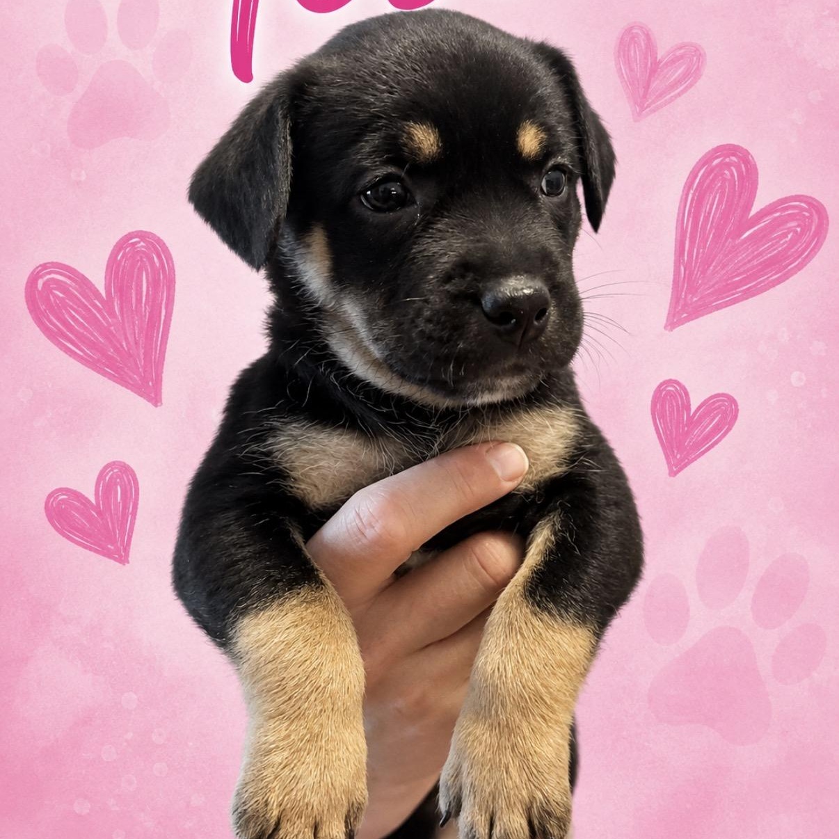Tesla, ADOPTABLE, Young Female Hound & Shepherd.
