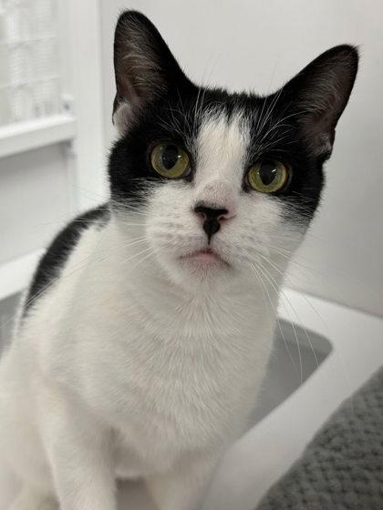 Max, Adoptable, Adult Female Domestic Short Hair & Domestic Short Hair.