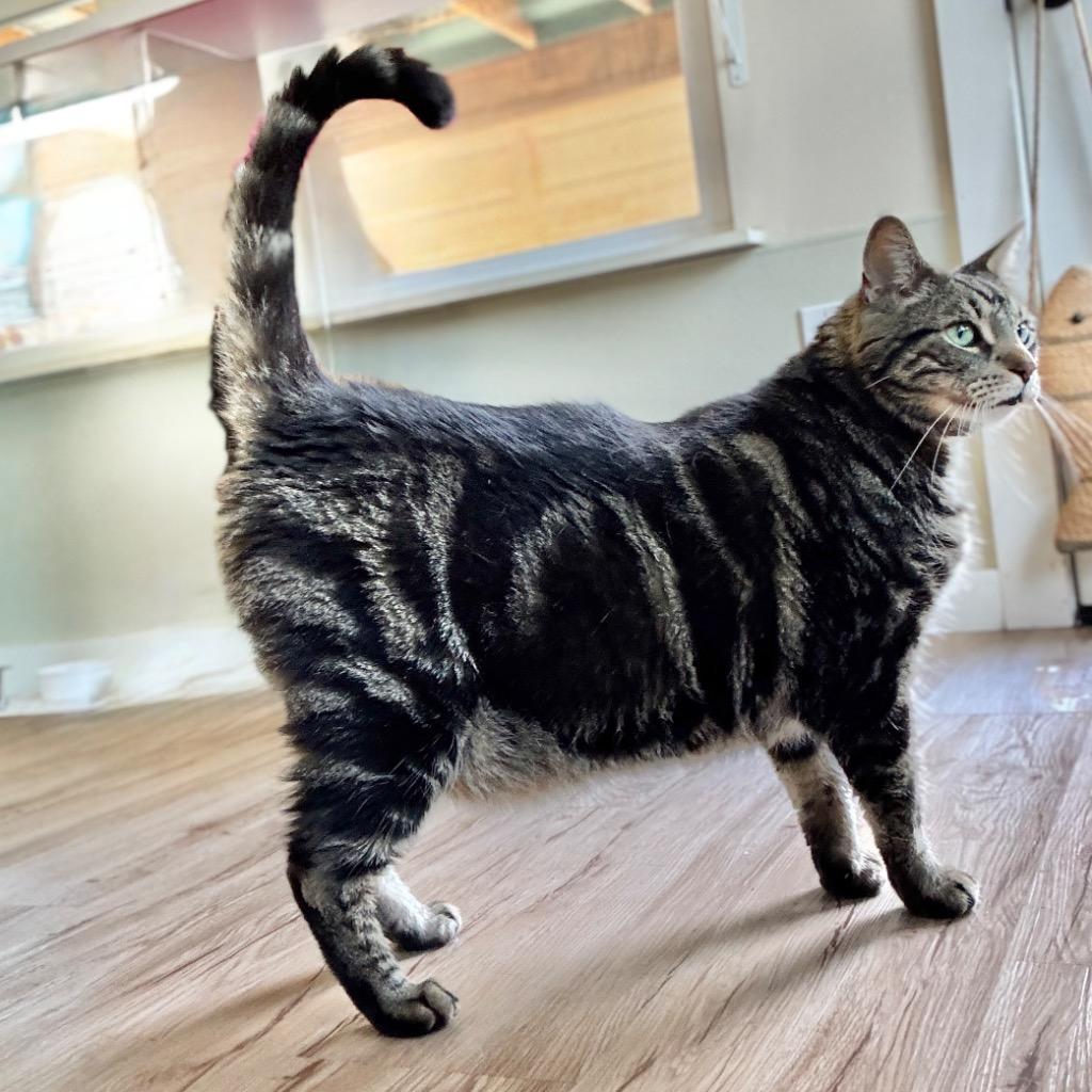 Kovu, Adoptable, Senior Male Domestic Short Hair.