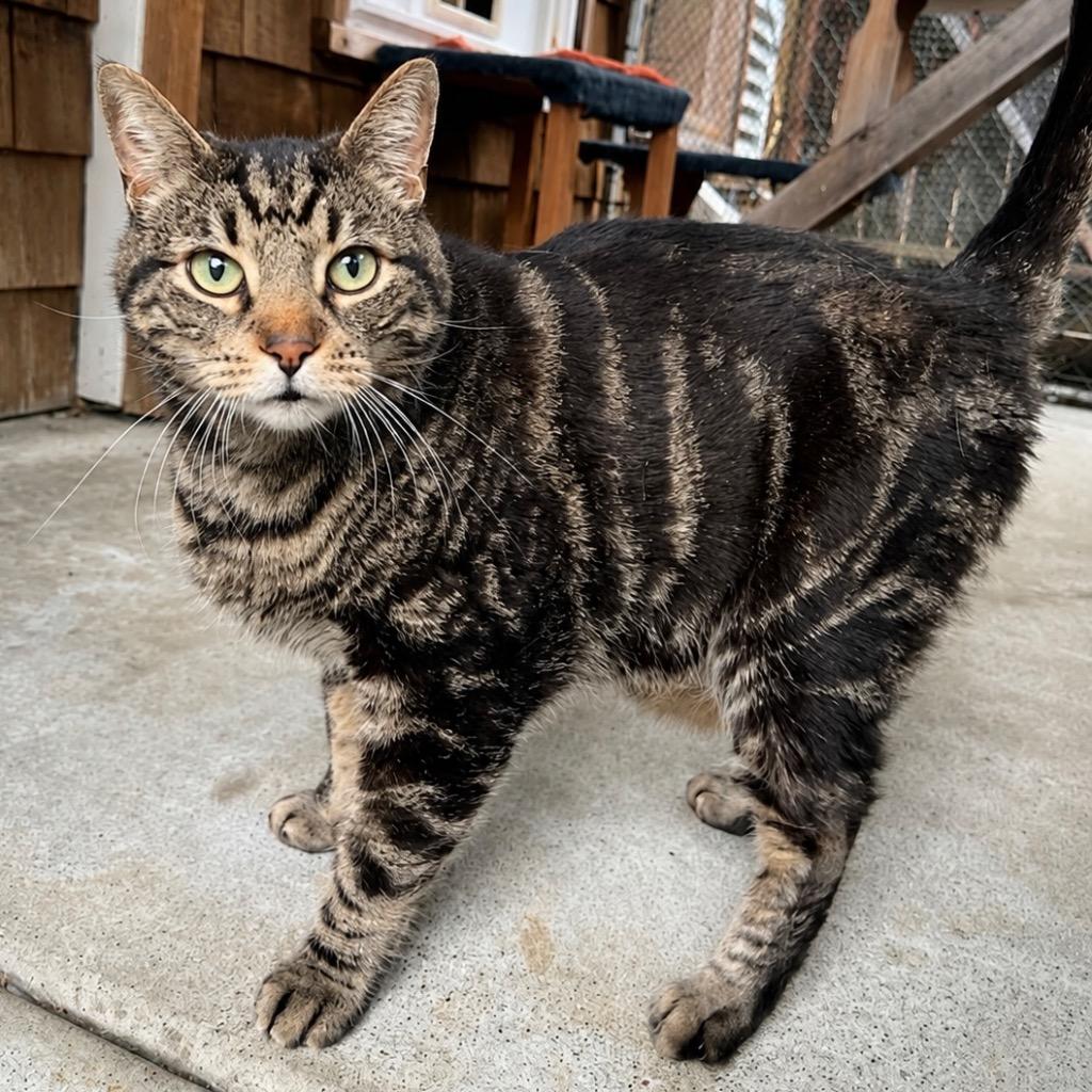 Enlarge Kovu, a Adoptable mixed breed in Cambria, CA image 2/4
