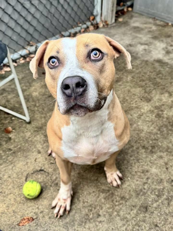 Draven, a ADOPTABLE Pit Bull Terrier in Chicago, IL image 2/5