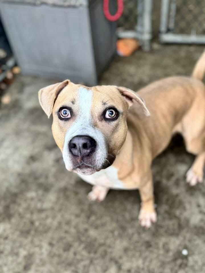 Draven, a ADOPTABLE Pit Bull Terrier in Chicago, IL image 4/5