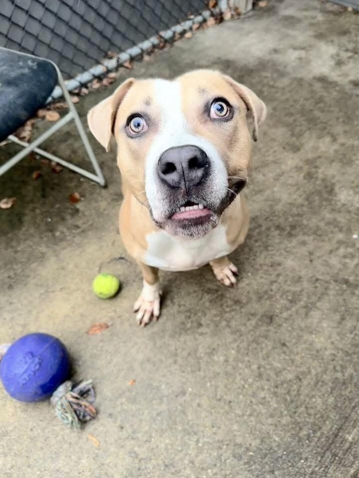 Draven, a ADOPTABLE Pit Bull Terrier in Chicago, IL image 3/5