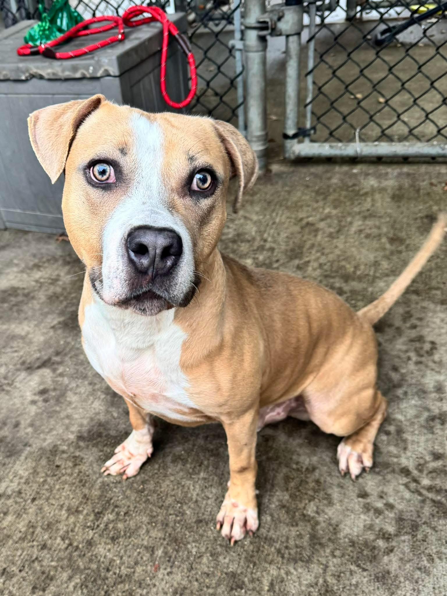 Draven, ADOPTABLE, Young Male Pit Bull Terrier.