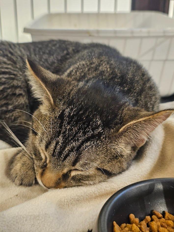 Enlarge Moss, a Adoptable mixed breed in St. Cloud, MN image 1/5