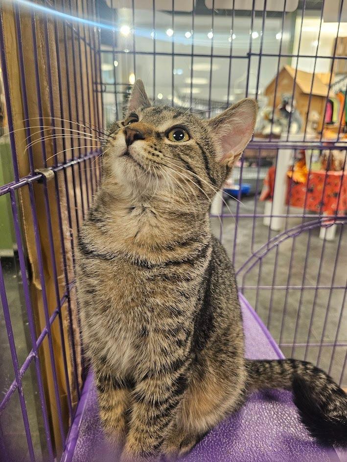 Enlarge Moss, a Adoptable mixed breed in St. Cloud, MN image 2/5