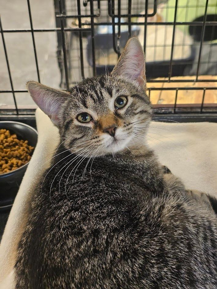 Enlarge Moss, a Adoptable mixed breed in St. Cloud, MN image 3/5