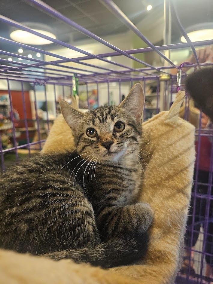 Enlarge Moss, a Adoptable mixed breed in St. Cloud, MN image 4/5