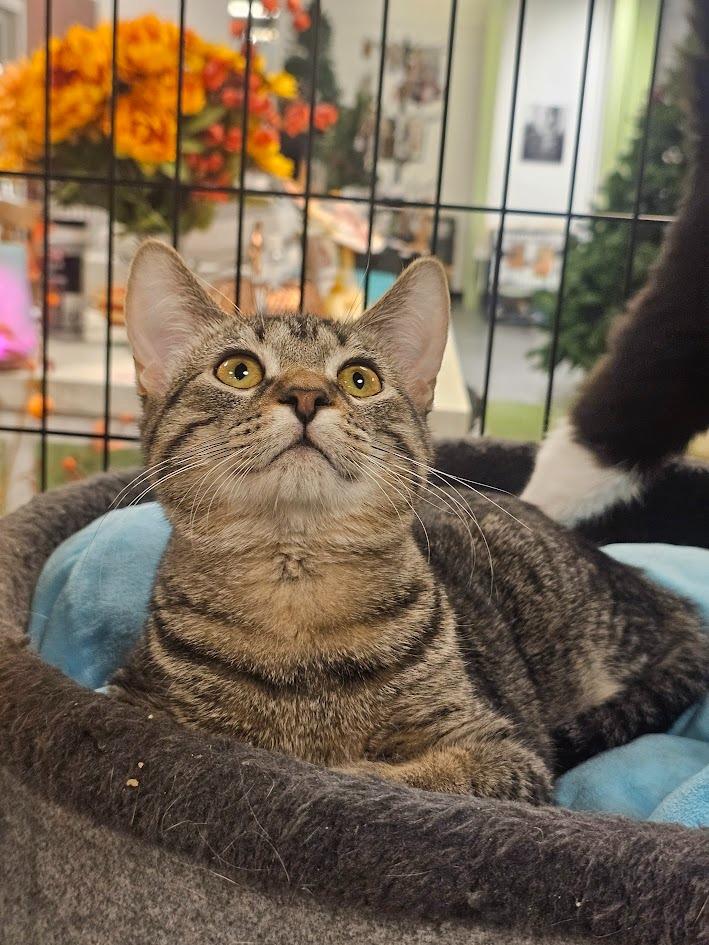 Enlarge Moss, a Adoptable mixed breed in St. Cloud, MN image 5/5