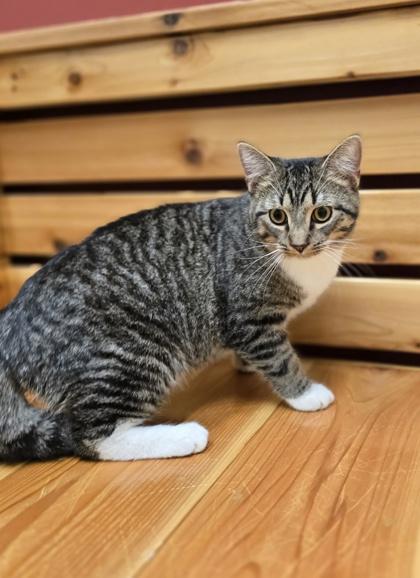 Cucumber, a ADOPTABLE mixed breed in Woodstock, IL image 1/3