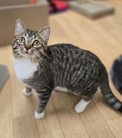 Enlarge Cucumber, a ADOPTABLE mixed breed in Woodstock, IL image 2/3