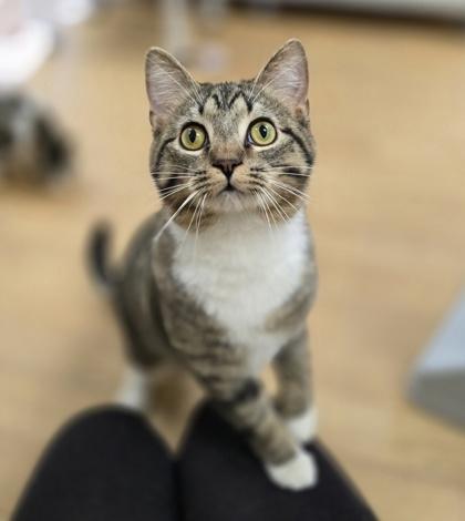 Enlarge Cucumber, a ADOPTABLE mixed breed in Woodstock, IL image 3/3