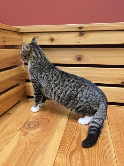 Cucumber, a ADOPTABLE mixed breed in Woodstock, IL image 3/3